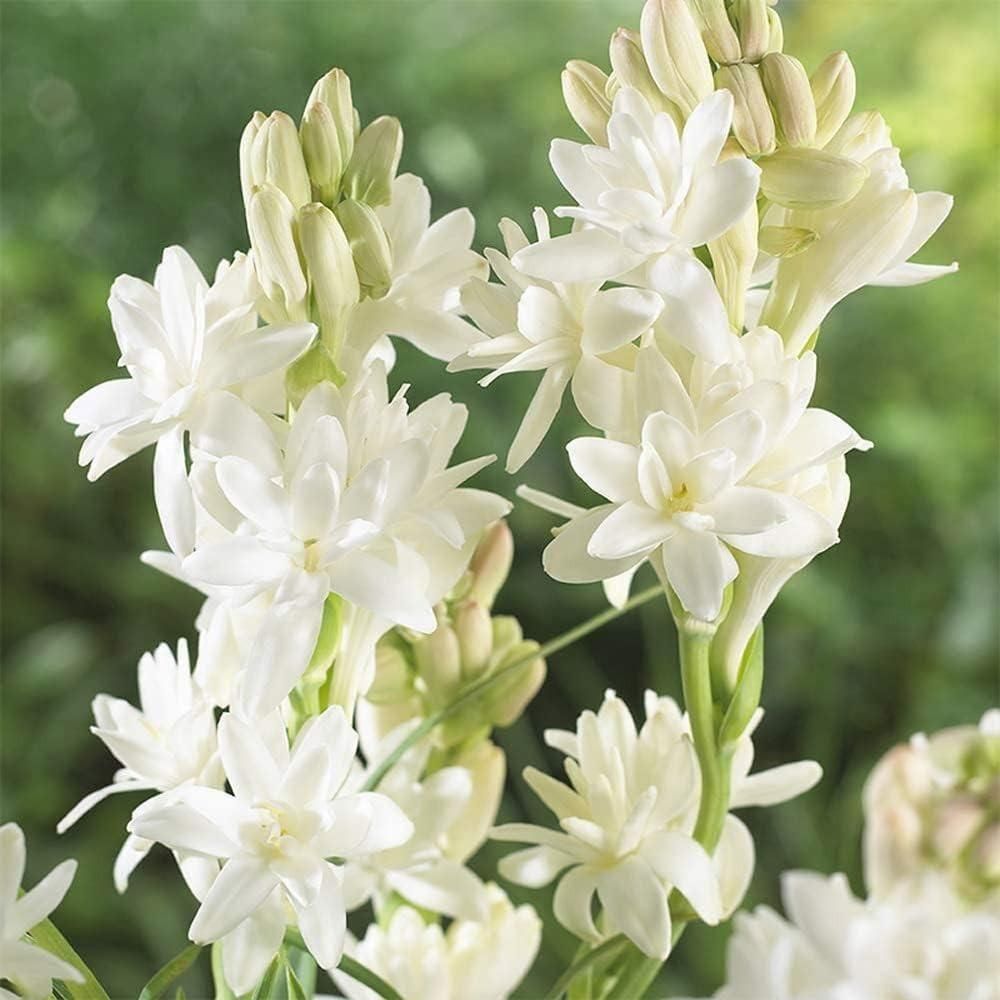 Rajnigandha Flower seed Multipack Set: Pack of 2