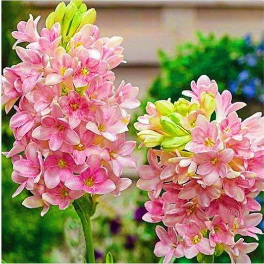 Rajnigandha Flower seed Multipack Set: Pack of 2
